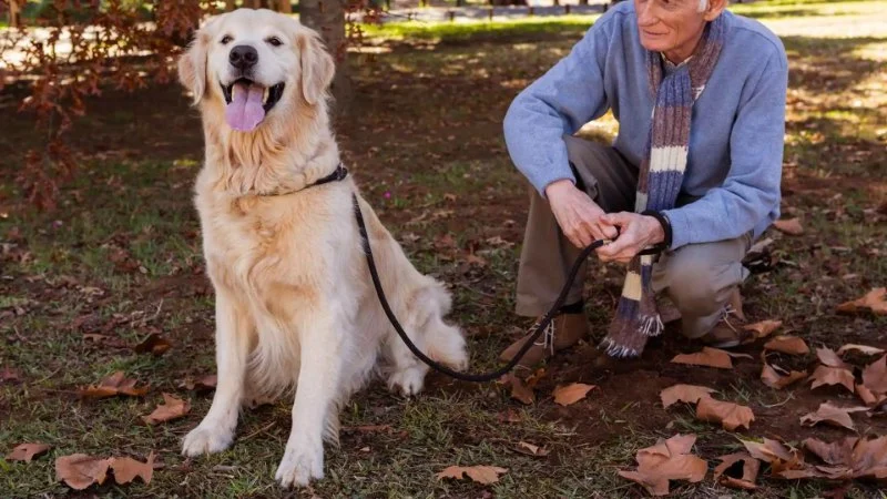 How to Keep Senior Dogs Active and Healthy