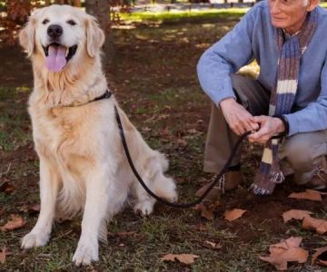 How to Keep Senior Dogs Active and Healthy