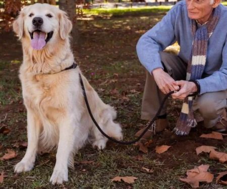 How to Keep Senior Dogs Active and Healthy