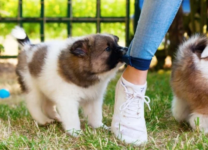Puppy Behavior: Why Do Puppies Bite and How to Stop It