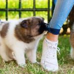 Puppy Behavior: Why Do Puppies Bite and How to Stop It