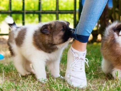 Puppy Behavior: Why Do Puppies Bite and How to Stop It