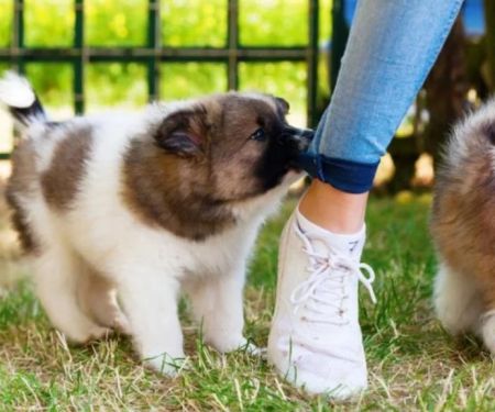 Puppy Behavior: Why Do Puppies Bite and How to Stop It