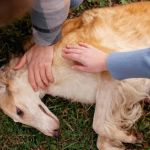 How to Help a Dog With Sensitive Ears: Care Tips Every Owner Should Know