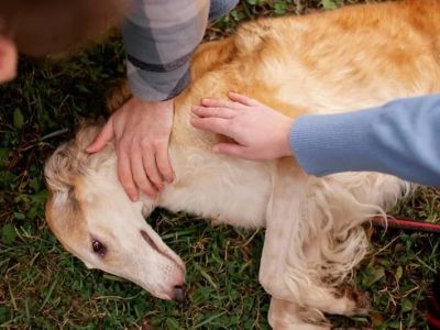 How to Help a Dog With Sensitive Ears: Care Tips Every Owner Should Know