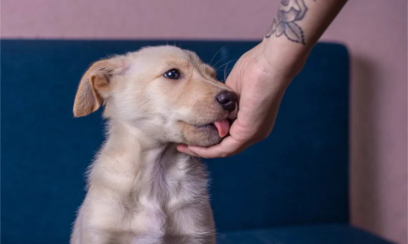 Why Dogs Lick People and What It Means: A Complete Guide