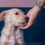 Why Dogs Lick People and What It Means: A Complete Guide