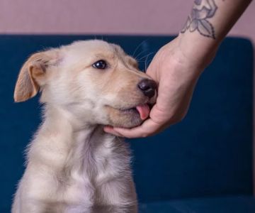 Why Dogs Lick People and What It Means: A Complete Guide