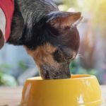 Dog Feeding Tips for Optimal Digestive Health