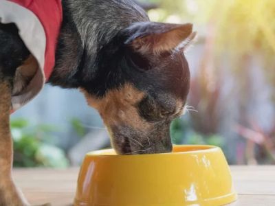 Dog Feeding Tips for Optimal Digestive Health
