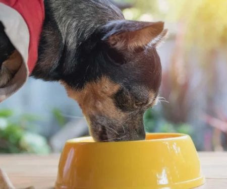 Dog Feeding Tips for Optimal Digestive Health