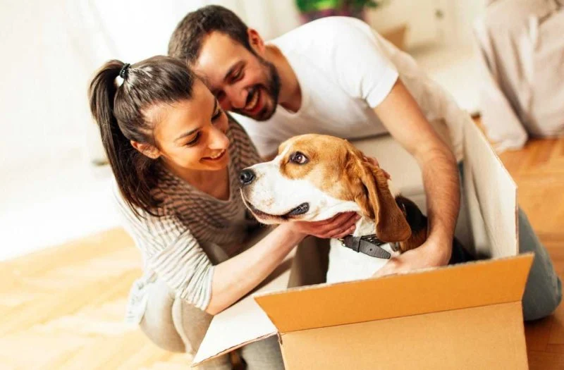 How to Help Dogs With Stress From Moving