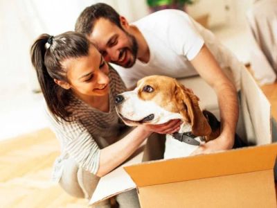 How to Help Dogs With Stress From Moving