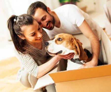 How to Help Dogs With Stress From Moving