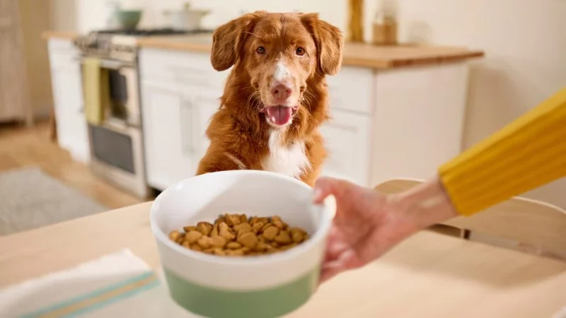 How to Help Dogs With Food Intolerances