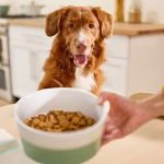 How to Help Dogs With Food Intolerances