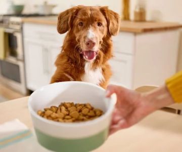 How to Help Dogs With Food Intolerances