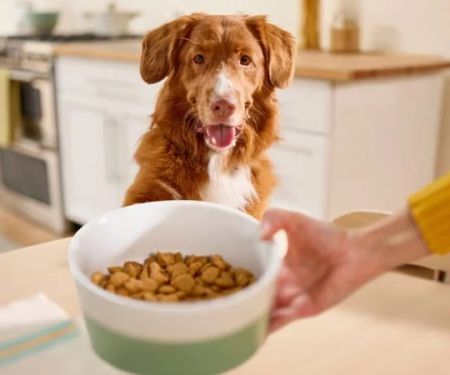 How to Help Dogs With Food Intolerances