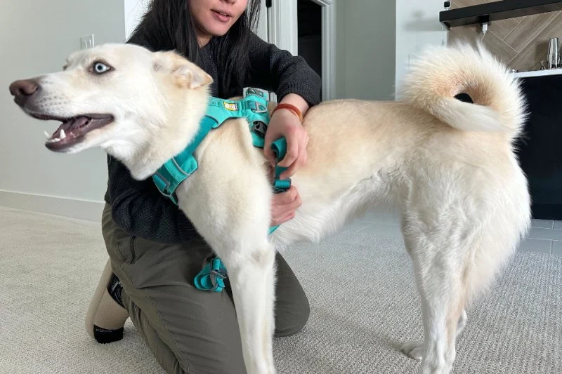 Best Dog Harnesses for Comfortable Fit: A Guide to Finding the Perfect One