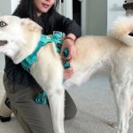 Best Dog Harnesses for Comfortable Fit: A Guide to Finding the Perfect One