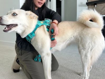 Best Dog Harnesses for Comfortable Fit: A Guide to Finding the Perfect One