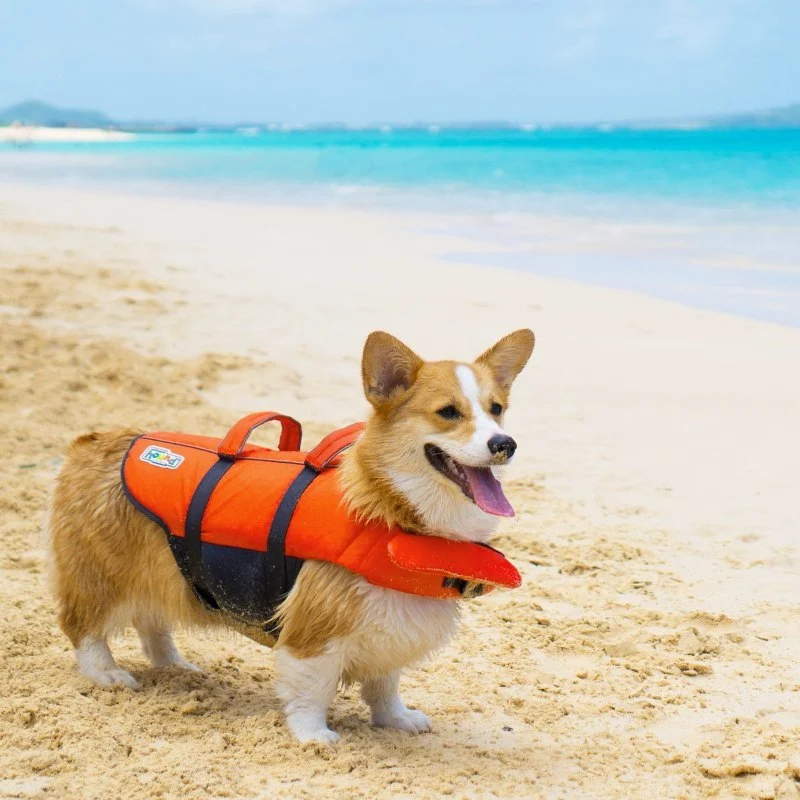 The Best Doggy Life Jackets for Water Safety