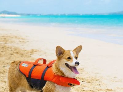 The Best Doggy Life Jackets for Water Safety