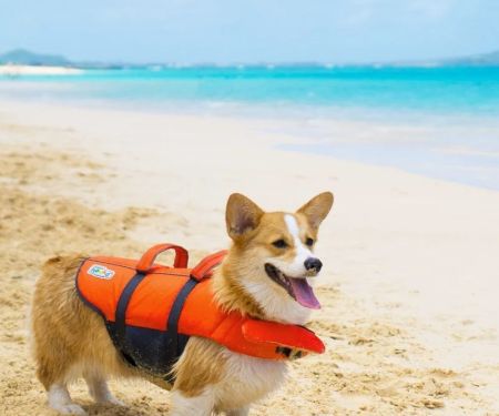 The Best Doggy Life Jackets for Water Safety