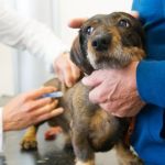 How to Help Your Dog Calm Down During Vet Visits