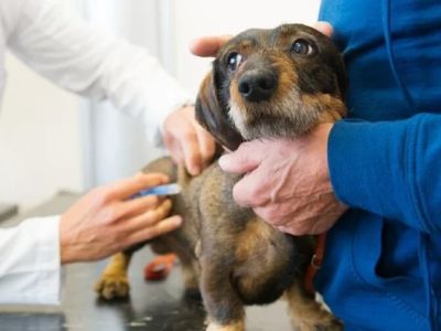How to Help Your Dog Calm Down During Vet Visits