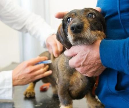 How to Help Your Dog Calm Down During Vet Visits