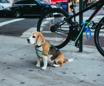 How to Train Dogs to Be Calm Around Bikes and Scooters