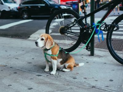 How to Train Dogs to Be Calm Around Bikes and Scooters