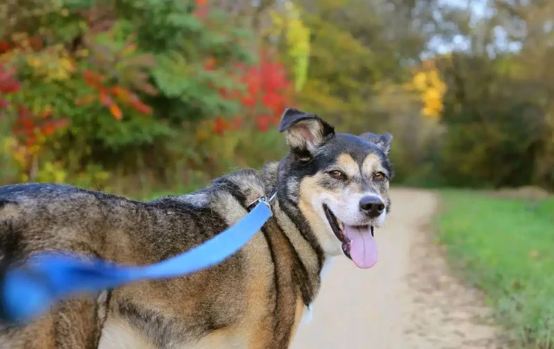 How to Help Dogs With Back Pain Issues