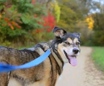 How to Help Dogs With Back Pain Issues