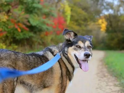 How to Help Dogs With Back Pain Issues