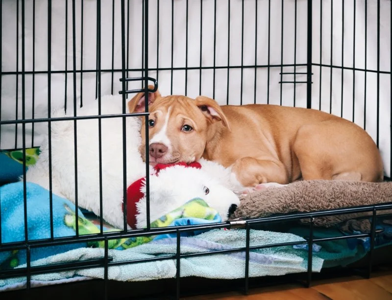 Crate Training 101: Simple Steps for Stress-Free Success