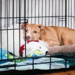 Crate Training 101: Simple Steps for Stress-Free Success