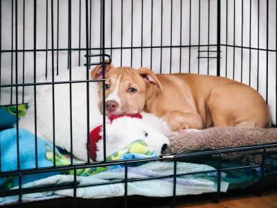 Crate Training 101: Simple Steps for Stress-Free Success