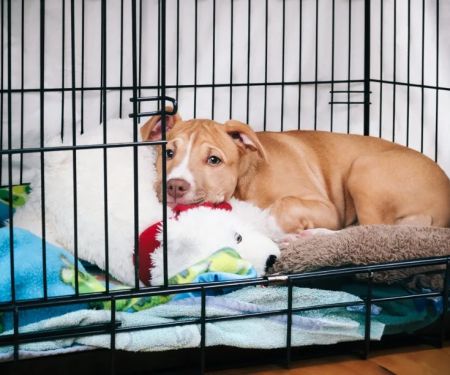 Crate Training 101: Simple Steps for Stress-Free Success