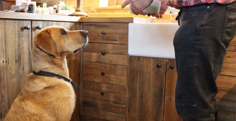 Tips for Preventing Dog Boredom When Home Alone