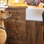 Tips for Preventing Dog Boredom When Home Alone