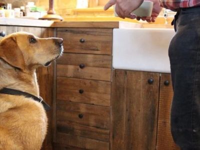 Tips for Preventing Dog Boredom When Home Alone