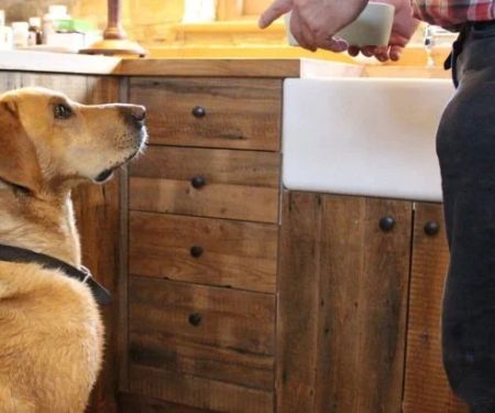 Tips for Preventing Dog Boredom When Home Alone