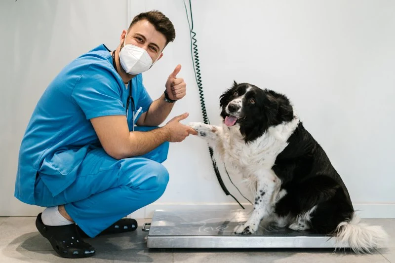 How to Help Your Dog Lose Weight Safely