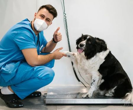 How to Help Your Dog Lose Weight Safely