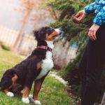 How to Teach Dogs to Relax on Cue – Effective Techniques