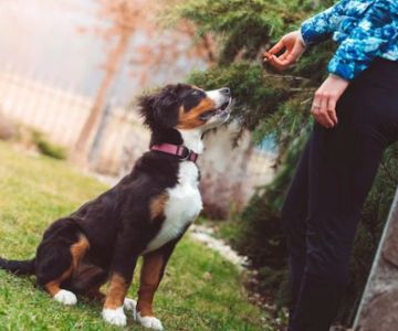 How to Teach Dogs to Relax on Cue – Effective Techniques