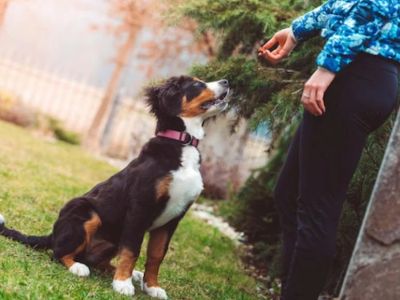 How to Teach Dogs to Relax on Cue – Effective Techniques