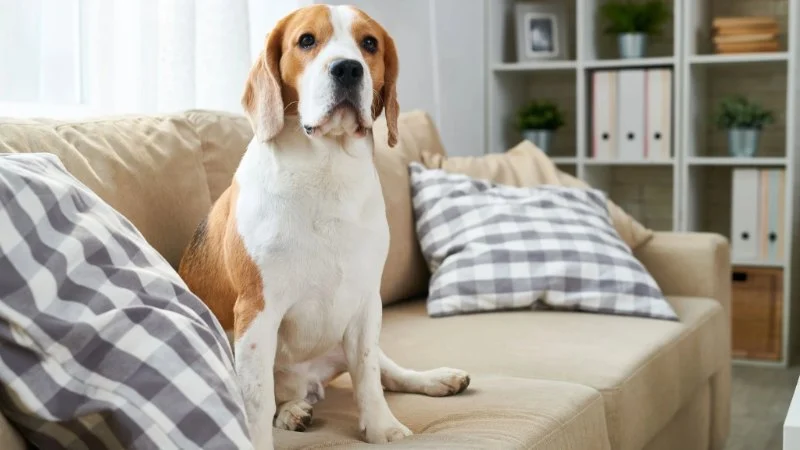 How to Teach Dogs to Stay Off Furniture: Effective Training Tips